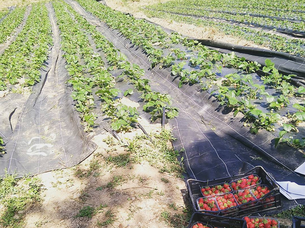 Horts a Sant Climent de Llobregat